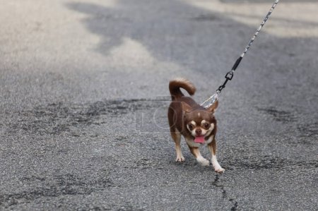 Téléchargez les photos : Chihuahua chien en laisse promenades dans la rue. - en image libre de droit