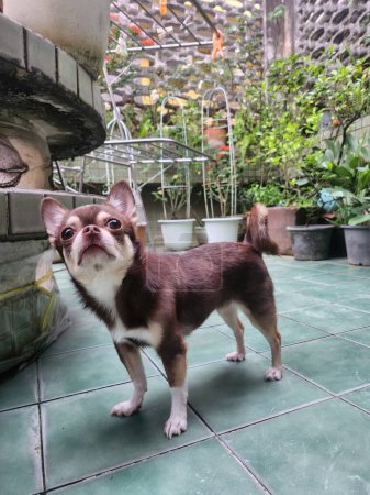 Téléchargez les photos : Chihuahua chien debout sur le sol dans le jardin. - en image libre de droit