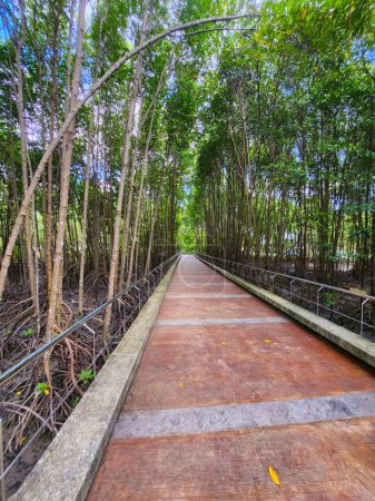 Téléchargez les photos : Promenade dans la forêt de mangroves à Rayong province, Thaïlande - en image libre de droit