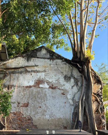 Old brick wall with tree in Ayutthaya, Thailand.