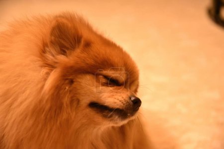Téléchargez les photos : Adorable chien poméranien blanc moelleux aux oreilles perchées s'assoit isolé pour un portrait - en image libre de droit