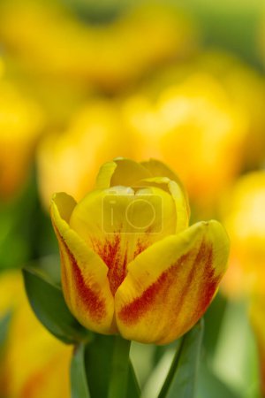 En primer plano, tulipán floreciente rojo y amarillo
