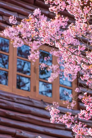 Blühende Pfirsichkirschblüten an den Holzfenstern, im Hintergrund verschwimmt eine Holzwand. Fokus auf Blumen.