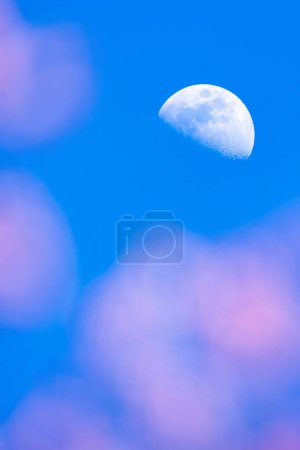 The half-moon shines over a flower garden against a blue sky in the background, with blurred pink flowers in the foreground.