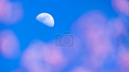 La media luna brilla sobre un jardín de flores contra un cielo azul en el fondo, con flores rosadas borrosas en primer plano.