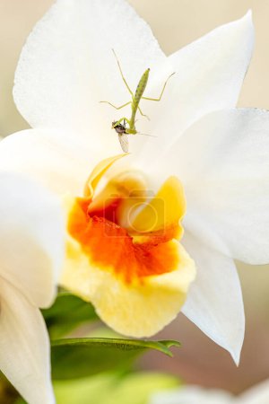 Photo for Close-up of a praying mantis feasting on an unknown insect on a wild orchid flower in bloom. - Royalty Free Image