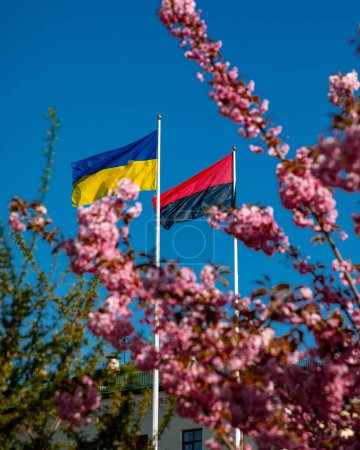 Photo for Cherry blossoms in the city square in the city of Khmelnytskyi. Flag of Ukraine - Royalty Free Image