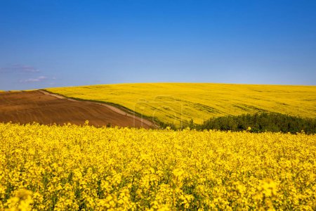 Gelbes Rapsfeld auf dem Feld und malerischer Himmel mit weißen Wolken. Blühende gelbe Rapsblütenwiesen. Rapsernte in der Ukraine.