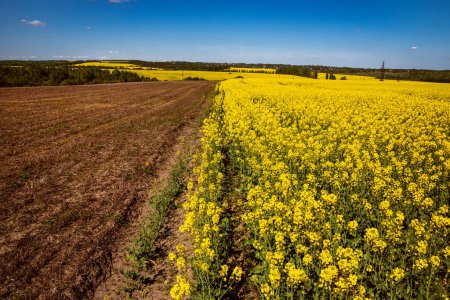 Campo de colza amarilla en el campo y cielo pintoresco con nubes blancas. Florecientes prados de flores de canola amarillas. Cultivo de colza en Ucrania.