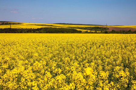 Gelbes Rapsfeld auf dem Feld und malerischer Himmel mit weißen Wolken. Blühende gelbe Rapsblütenwiesen. Rapsernte in der Ukraine.