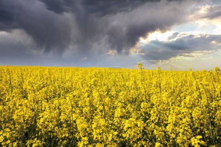 Campo de colza amarilla en el campo y cielo pintoresco con nubes blancas. Florecientes prados de flores de canola amarillas. Cultivo de colza en Ucrania.