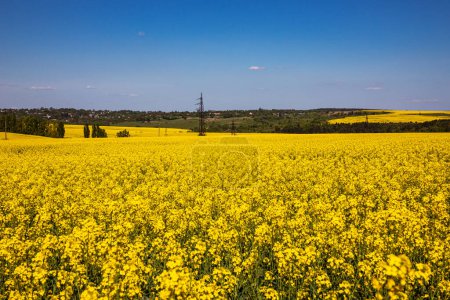 Champ de colza jaune dans le champ et ciel pittoresque avec des nuages blancs. Prairies fleuries de canola jaune. Culture de colza en Ukraine.