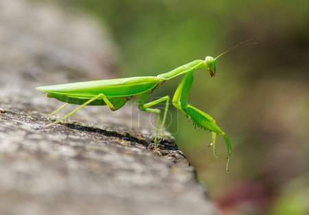 Téléchargez les photos : La mante religieuse verte rampe à la surface gros plan, isolée sur fond flou, impressionnante insectes sauvages à l'extérieur - en image libre de droit