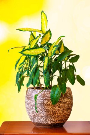 Dieffenbachia camilla. Schöne Pflanze in einem dekorativen Topf auf Holztisch mit abstraktem hellgelbem Hintergrund.