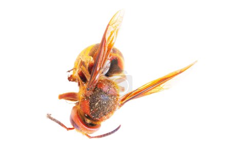 Hornet isolated. Close-up of a European Hornet (Vespa crabro). Clipping path. Front view. Macro.