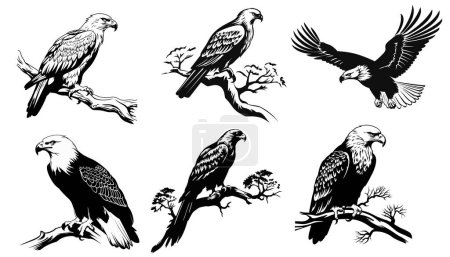 Ilustración de Conjunto de siluetas de águila voladora y sentada en negro en diferentes poses aisladas sobre un fondo blanco. Alto detalle. Ilustración vectorial - Imagen libre de derechos