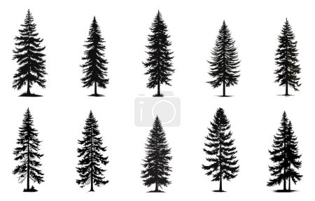 Illustration for Set of vector christmas tree silhouettes, traced outline, detailed silhouette of fir trees. - Royalty Free Image