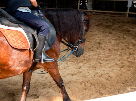 Téléchargez les photos : Un portrait de cheval de course brun avec un mouvement flou qu'un petit garçon chevauche, exercice de marche en cercle sur le sable de la ferme. - en image libre de droit