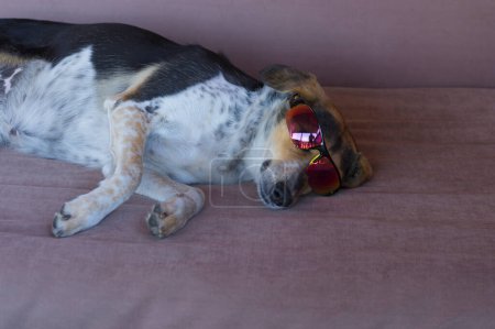 Photo for Nice portrait of mixed breed female  three colored dog wearing red sunglases while lying on  a sofa - Royalty Free Image