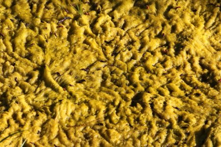 Foto de Cladophora algas verdes en la superficie de un estanque - Imagen libre de derechos
