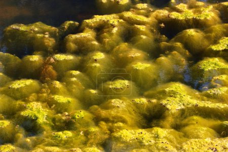 Foto de Cladophora algas verdes en la superficie de un estanque - Imagen libre de derechos