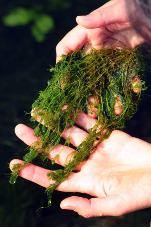 Téléchargez les photos : Phycologist holds thalli of charophyte green algae in her hands. Charophyceae algae belong to Charophyta division and only grow in clean water bodies. - en image libre de droit