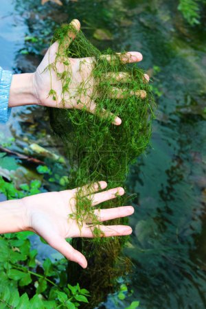 Téléchargez les photos : Phycologist holds thalli of charophyte green algae in her hands. Charophyceae algae belong to Charophyta division and only grow in clean water bodies. - en image libre de droit