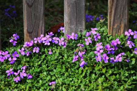 Foto de Berro de roca púrpura, o flores deltoidea Aubrieta en un jardín - Imagen libre de derechos