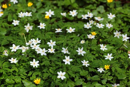 Photo for Wood anemone flowers, or Anemone quinquefolia, in the forest - Royalty Free Image
