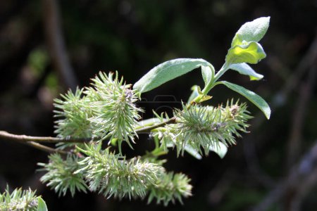 Téléchargez les photos : Catkins sur un saule de Bebb, ou Salix bibbiana au printemps - en image libre de droit