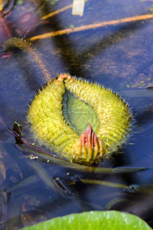 Photo for Leaf of Victoria cruziana, or Santa Cruz water lily in a garden pond - Royalty Free Image