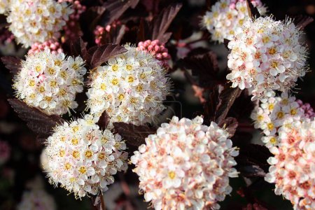Photo for White flower clusters of Common ninebark, or Physocarpus opulifolius, in a garden - Royalty Free Image
