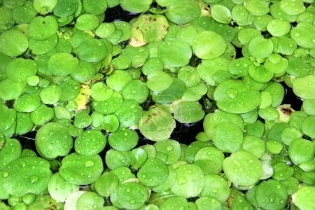 Téléchargez les photos : Éponge indienne, ou Limnobium laevigatum, une plante aquatique flottante de la famille des Hydrocharitaceae - en image libre de droit