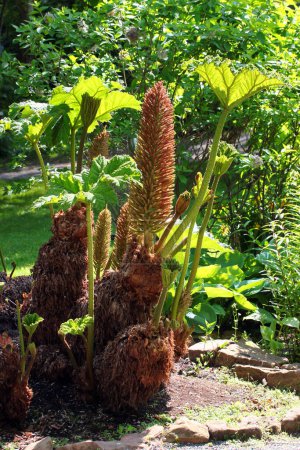 Photo for Giant rhubarb, or Gunnera manicata flower in a garden - Royalty Free Image