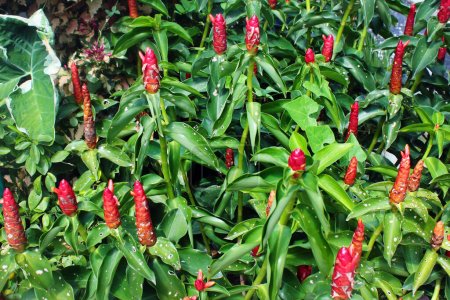 Téléchargez les photos : Gingembre crêpe, ou Hellenia speciosa buisson dans un jardin, Thaïlande - en image libre de droit