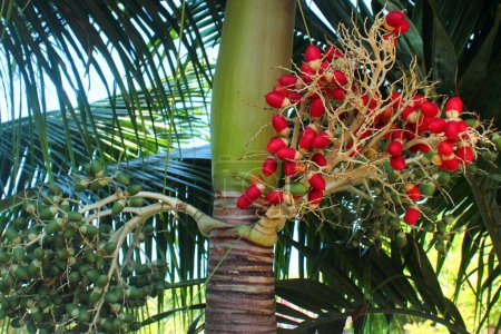 Alexandra palm, or Archontophoenix alexandrae fruits on a tree