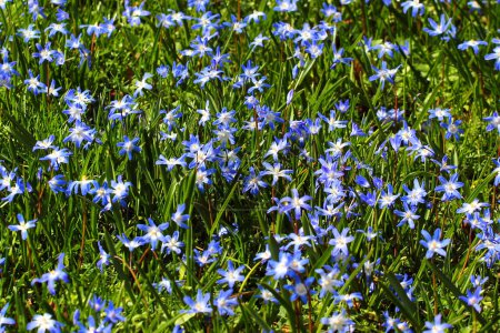 Gloire de la neige, ou fleurs de Scilla luciliae au printemps