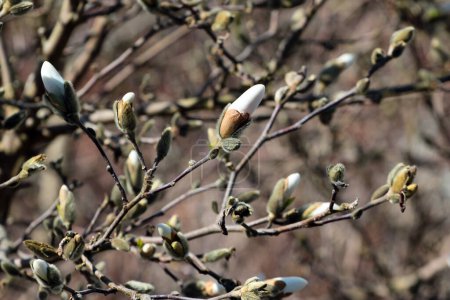 Photo for Star magnolia, or Magnolia stellata buds in a garden - Royalty Free Image