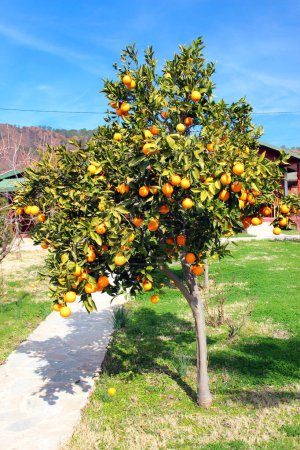 Frische reife Orangen zur Winterzeit in einem Obstgarten in der Nähe des Olympos-Gebirges in der Region Antalya an der türkischen Mittelmeerküste