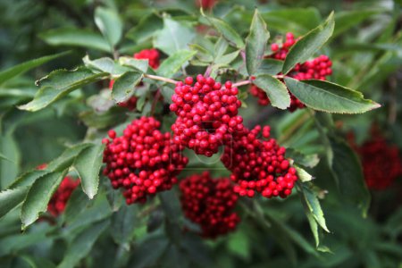 Red elderberry, or Sambucus racemosa berries in a garden