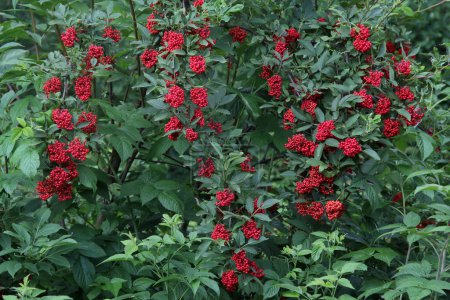 Téléchargez les photos : Mûres de sureau rouge ou de Sambucus racemosa dans un jardin - en image libre de droit