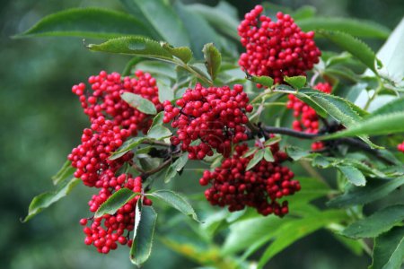 Red elderberry, or Sambucus racemosa berries in a garden