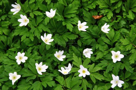 White wood anemone flowers, or Anemone nemorosa, in the fores