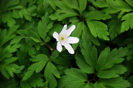 Photo for White wood anemone flowers, or Anemone nemorosa, in the fores - Royalty Free Image