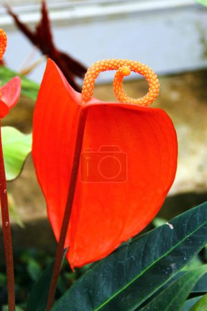 Anthurium scherzerianum, the flamingo flower or pigtail plant, a tropical epiphyte, growing on trees in the rainforest