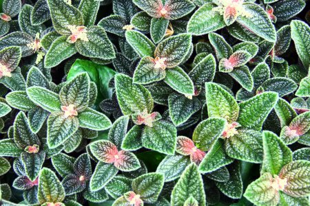 Pilea involucrata oder Freundschaftspflanze, eine buschige Schlepppflanze aus Mittel- und Südamerika