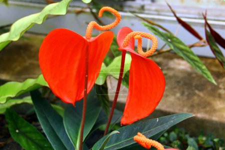 Anthurium scherzerianum, the flamingo flower or pigtail plant, a tropical epiphyte, growing on trees in the rainfores