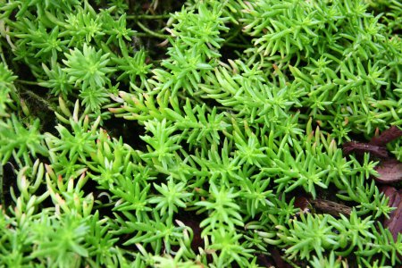 Sedum reptans, una planta de la familia Crassulaceae, cuyos miembros se conocen comúnmente como stonecrop