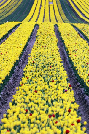 Campos de tulipanes cerca de Magdeburgo en Sajonia-Anhalt, Alemania