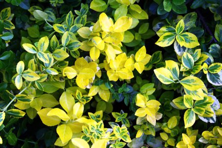 Téléchargez les photos : Arbuste à broches japonaises ou Euonymus japonicus doré (Aureomarginatus) - en image libre de droit
